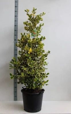 Hulst (Ilex Altaclerensis 'Golden King') -Exporteren Groei Planten Winkel ilex a golden king 125 150 cm 30l kopie kopie 1 1