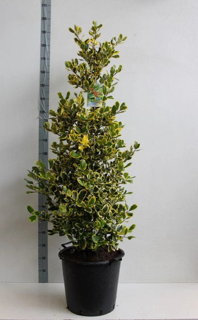 Hulst (Ilex Altaclerensis 'Golden King') - Afbeelding 4