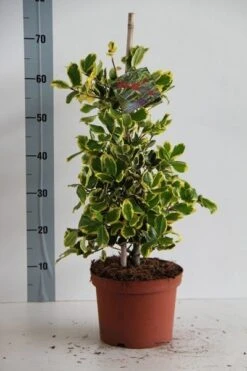 Hulst (Ilex Altaclerensis 'Golden King') -Exporteren Groei Planten Winkel ilex al. golden king 50 60 cm c5 kopie
