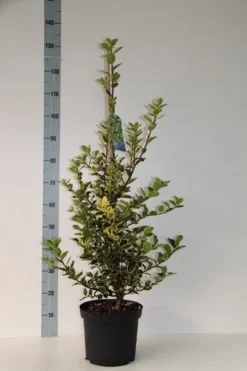 Hulst (Ilex Aquifolium 'Argentea Marginata') -Exporteren Groei Planten Winkel ilex aq. aurea marginata 60 80 cm co. 7.5l v kopie