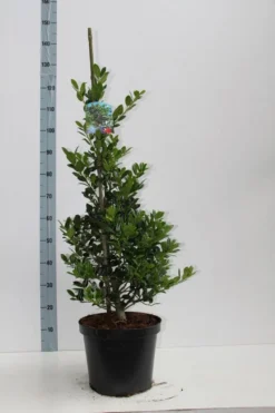 Hulst (Ilex Aquifolium J.C. Van Tol) -Exporteren Groei Planten Winkel ilex aq jc van tol 60 80 c7.5l v kopie 2 kopie
