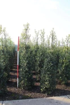 Hulst (Ilex Aquifolium 'Alaska') -Exporteren Groei Planten Winkel ilex aquif. alaska 175 200 h