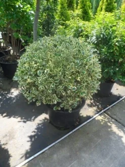 Bonte Hulst In Bolvorm (Ilex Aquifolium 'Argentea Marginata') -Exporteren Groei Planten Winkel ilex aquifolium argenteomarginatum bol 80 100