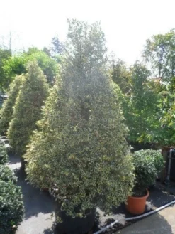 Hulst (Ilex Aquifolium 'Argentea Marginata') 15 Hulst (Ilex Aquifolium 'Argentea Marginata') -Exporteren Groei Planten Winkel ilex aquifolium argenteomarginatum kegel 175 200 225 1