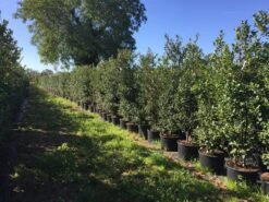 Grote Hulst (Ilex Aquifolium) -Exporteren Groei Planten Winkel ilex aquifolium h200225cm