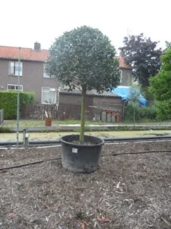 Hulst Op Stam (Ilex Aquifolium) -Exporteren Groei Planten Winkel ilex aquifolium halfstam 30 35