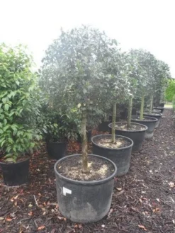 Hulst Op Stam (Ilex Aquifolium) -Exporteren Groei Planten Winkel ilex aquifolium halfstam c130 150