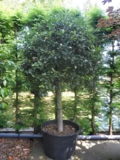 Hulst Op Stam (Ilex Aquifolium) -Exporteren Groei Planten Winkel ilex aquifolium halfstam c200 extra