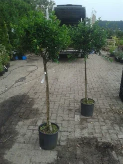 Hulst Op Stam (Ilex Aquifolium) -Exporteren Groei Planten Winkel ilex aquifolium op stam 2