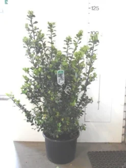 Blauwe Hulst (Ilex Meserveae 'Blue Prince') -Exporteren Groei Planten Winkel ilex blue prince c20