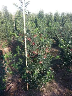 Blauwe Hulst (Ilex Meserveae 'Blue Princess') -Exporteren Groei Planten Winkel ilex blue princess 125 150 cm drkl