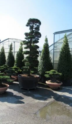Japanse Hulst Als Bonsai (Ilex Crenata) -Exporteren Groei Planten Winkel ilex bonsai 1