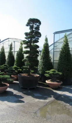Japanse Hulst Als Bonsai (Ilex Crenata) -Exporteren Groei Planten Winkel ilex bonsai