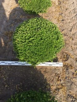 Japanse Hulst Als Bolvorm (Ilex Crenata) -Exporteren Groei Planten Winkel ilex crenata 70 cm breed bol drkl 1