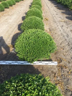 Japanse Hulst Als Bolvorm (Ilex Crenata) -Exporteren Groei Planten Winkel ilex crenata 70 cm breed bol drkl 2 1