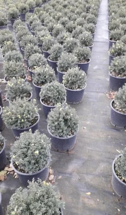 Japanse Hulst (Ilex Crenata 'Kinme') -Exporteren Groei Planten Winkel ilex crenata ball d25 10lt 1