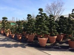 Japanse Hulst Als Bonsai (Ilex Crenata) -Exporteren Groei Planten Winkel ilex crenata bonsai s 1