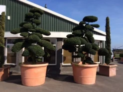 Japanse Hulst Als Bonsai (Ilex Crenata) -Exporteren Groei Planten Winkel ilex crenata bonsai solitair extra