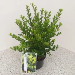 Japanse Hulst (Ilex Crenata 'Caroline Upright') -Exporteren Groei Planten Winkel ilex crenata caroline upright 1