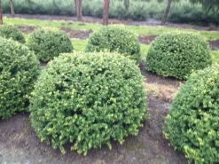 Japanse Hulst In Bolvorm (Ilex Crenata 'Convexa') -Exporteren Groei Planten Winkel ilex crenata convexa bol 100 2