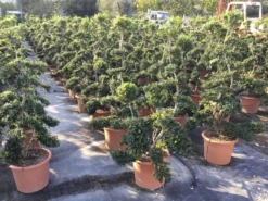 Japanse Hulst Als Bonsai (Ilex Crenata 'Kinme') -Exporteren Groei Planten Winkel ilex crenata kimne bonsai