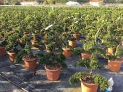 Japanse Hulst Als Bonsai (Ilex Crenata 'Kinme') -Exporteren Groei Planten Winkel ilex crenata kimne bonsai 2