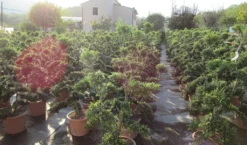 Japanse Hulst Als Bonsai (Ilex Crenata 'Kinme') -Exporteren Groei Planten Winkel ilex crenata kimne bonsai lv20