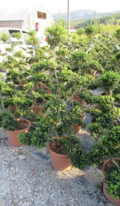 Japanse Hulst Als Bonsai (Ilex Crenata 'Kinme') -Exporteren Groei Planten Winkel ilex crenata kimne bonsai lv20 3