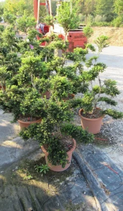 Japanse Hulst Als Bonsai (Ilex Crenata 'Kinme') -Exporteren Groei Planten Winkel ilex crenata kimne bonsai lv20 4 1