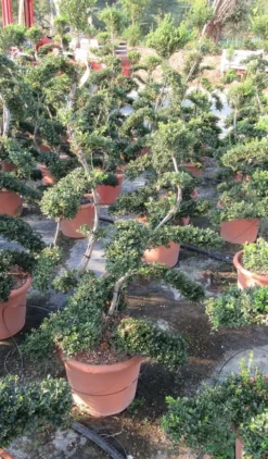 Japanse Hulst Als Bonsai (Ilex Crenata 'Kinme') -Exporteren Groei Planten Winkel ilex crenata kimne bonsai lv20 5 1 1