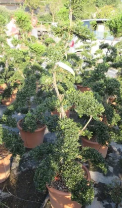 Japanse Hulst Als Bonsai (Ilex Crenata 'Kinme') -Exporteren Groei Planten Winkel ilex crenata kimne bonsai lv20 6