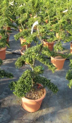 Japanse Hulst Als Bonsai (Ilex Crenata 'Kinme') -Exporteren Groei Planten Winkel ilex crenata kimne bonsai lv20 8 1