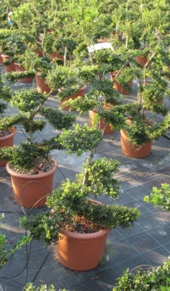 Japanse Hulst Als Bonsai (Ilex Crenata 'Kinme') -Exporteren Groei Planten Winkel ilex crenata kimne bonsai lv20 9 1