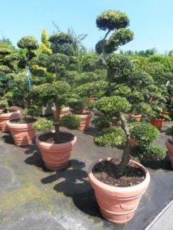 Japanse Hulst Als Bonsai (Ilex Crenata) -Exporteren Groei Planten Winkel ilex crenata kinmei bonsai 160 180