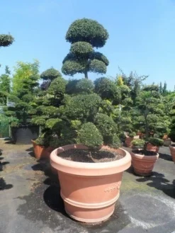 Japanse Hulst Als Bonsai (Ilex Crenata) -Exporteren Groei Planten Winkel ilex crenata kinmei bonsai 160 180 extra