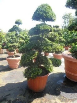 Japanse Hulst Als Bonsai (Ilex Crenata) -Exporteren Groei Planten Winkel ilex crenata kinmei bonsai 175 200 extra
