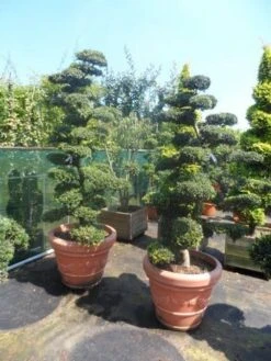 Japanse Hulst Als Bonsai (Ilex Crenata) -Exporteren Groei Planten Winkel ilex crenata kinmei bonsai 180 200 1