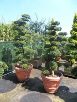 Japanse Hulst Als Bonsai (Ilex Crenata) -Exporteren Groei Planten Winkel ilex crenata kinmei bonsai 180 200
