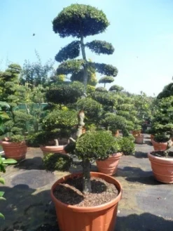 Japanse Hulst Als Bonsai (Ilex Crenata) -Exporteren Groei Planten Winkel ilex crenata kinmei bonsai 200 225
