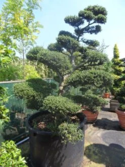 Japanse Hulst Als Bonsai (Ilex Crenata) -Exporteren Groei Planten Winkel ilex crenata kinmei bonsai 200 225 c750 1000 1