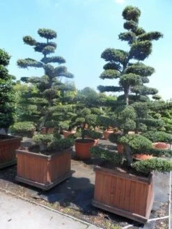Japanse Hulst Als Bonsai (Ilex Crenata) -Exporteren Groei Planten Winkel ilex crenata kinmei bonsai 225 250 1
