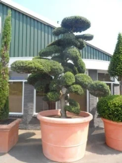 Japanse Hulst Als Bonsai (Ilex Crenata) -Exporteren Groei Planten Winkel ilex crenata kinmei bonsai 250 300 solitair extra