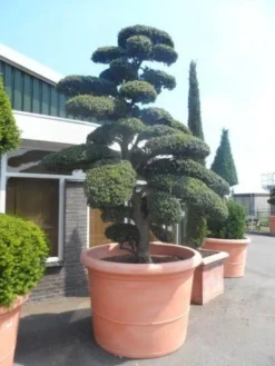 Japanse Hulst Als Bonsai (Ilex Crenata) -Exporteren Groei Planten Winkel ilex crenata kinmei bonsai 250 300 solitair extra2