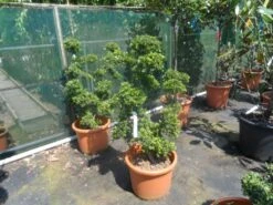 Japanse Hulst Als Bonsai (Ilex Crenata) -Exporteren Groei Planten Winkel ilex crenata kinmei ponpon 80 100 1