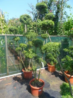 Japanse Hulst Als Bonsai (Ilex Crenata) -Exporteren Groei Planten Winkel ilex crenata ponpon 125 150