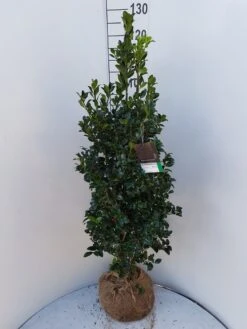 Hulst (Ilex Meserveae 'Heckenfee') -Exporteren Groei Planten Winkel ilex heckenfee 100 120