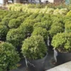 Japanse Hulst (Ilex Crenata 'Kinme')