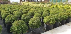 Japanse Hulst (Ilex Crenata 'Kinme')