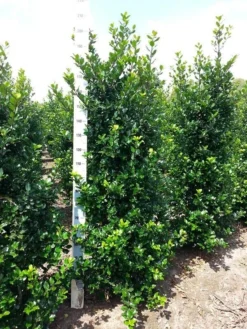 Blauwe Hulst (Ilex Meserveae 'Blue Prince') -Exporteren Groei Planten Winkel ilex mes. blue prince 175 200 cm 1