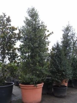 Amerikaanse Hulst (Ilex 'Nellie R Stevens') -Exporteren Groei Planten Winkel ilex nellie r. stevens